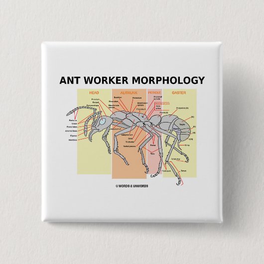 Ant Worker Morphology Vierkante Button 5,1 Cm (Voorkant)