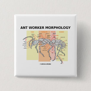 Ant Worker Morphology Vierkante Button 5,1 Cm