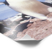 Antarctica, Adelie Penguin Pygoscelis Foto Afdruk (Hoek)