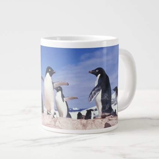 Antarctica, Adelie Penguin Pygoscelis Grote Koffiekop (Voorkant rechts)