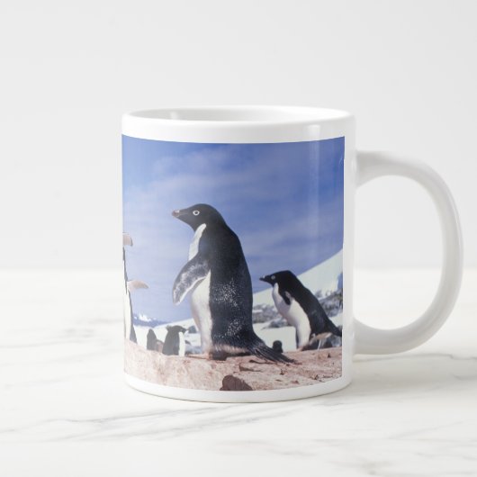 Antarctica, Adelie Penguin Pygoscelis Grote Koffiekop (Rechts)