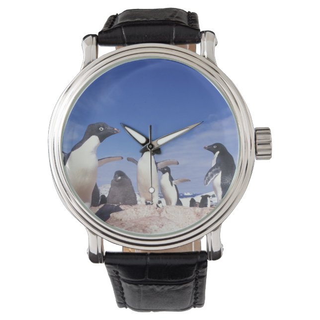 Antarctica, Adelie Penguin Pygoscelis Horloge (Voorkant)