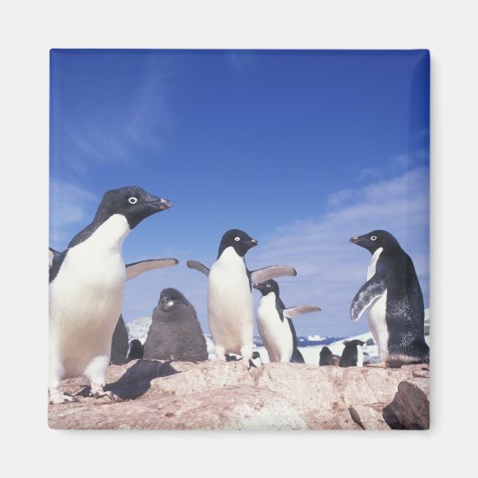 Antarctica, Adelie Penguin Pygoscelis Magneet (Voorkant)