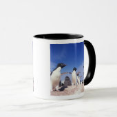 Antarctica, Adelie Penguin Pygoscelis Mok (Voorkant rechts)