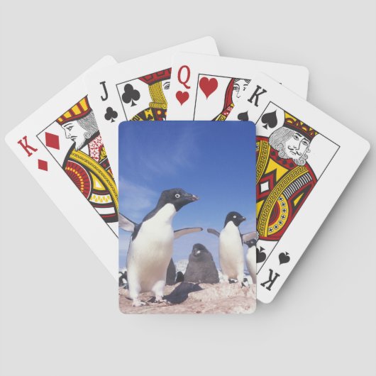 Antarctica, Adelie Penguin Pygoscelis Pokerkaarten (Achterkant)