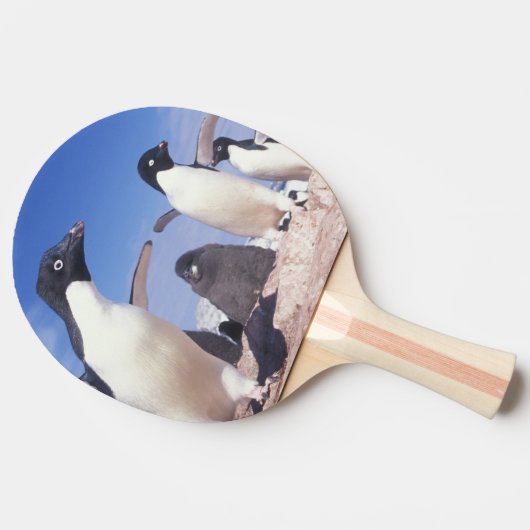 Antarctica, Adelie Penguin Pygoscelis Tafeltennisbatje (Zijkant)