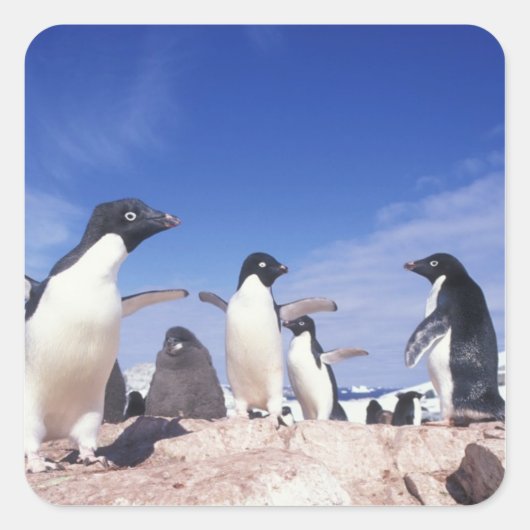 Antarctica, Adelie Penguin Pygoscelis Vierkante Sticker (Voorkant)