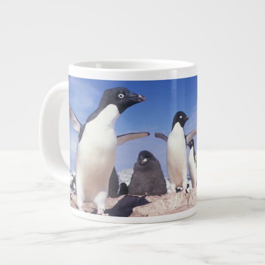 Antarctica, Adélie pinguïn Pygoscelis Grote Koffiekop (Links)