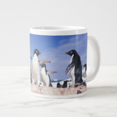 Antarctica, Adélie pinguïn Pygoscelis Grote Koffiekop (Voorkant rechts)