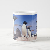 Antarctica, Adélie pinguïn Pygoscelis Grote Koffiekop (Voorkant)