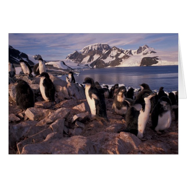 Antarctica, Adelie pinguïnkuikens (Voorkant Horizontaal)
