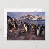 Antarctica, Adelie pinguïnkuikens Briefkaart (Voorkant / Achterkant)