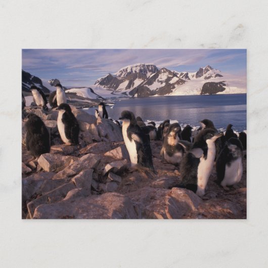 Antarctica, Adelie pinguïnkuikens Briefkaart (Voorkant)