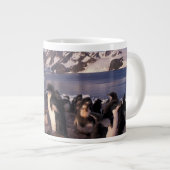 Antarctica, Adelie pinguïnkuikens Grote Koffiekop (Voorkant rechts)