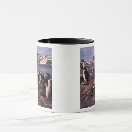 Antarctica, Adelie pinguïnkuikens Mok (Midden)