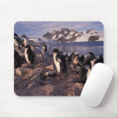 Antarctica, Adelie-pinguïnkuikens Muismat (Met muis)