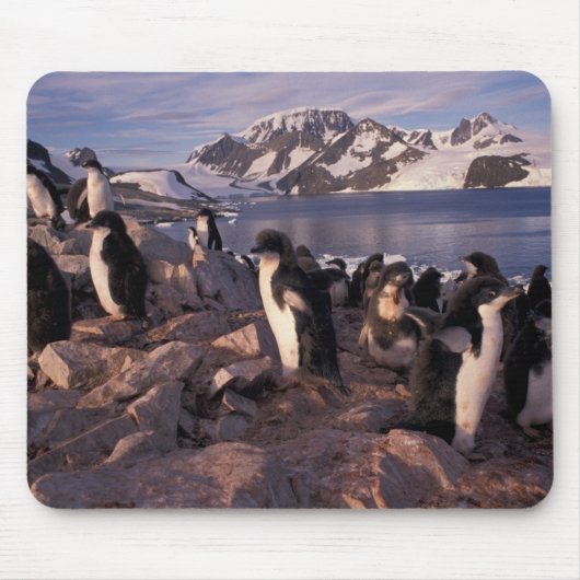 Antarctica, Adelie-pinguïnkuikens Muismat (Voorkant)