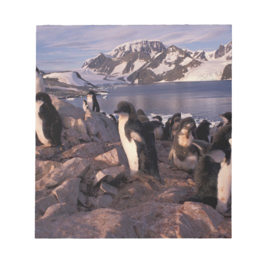 Antarctica, Adelie pinguïnkuikens Notitieblok (Voorkant)
