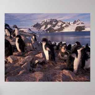 Antarctica, Adelie-pinguïnkuikens Poster