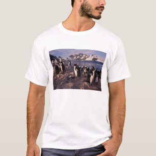 Antarctica, Adelie-pinguïnkuikens T-shirt