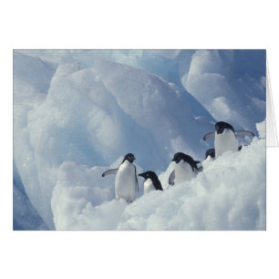 Antarctica. Adelie pinguins