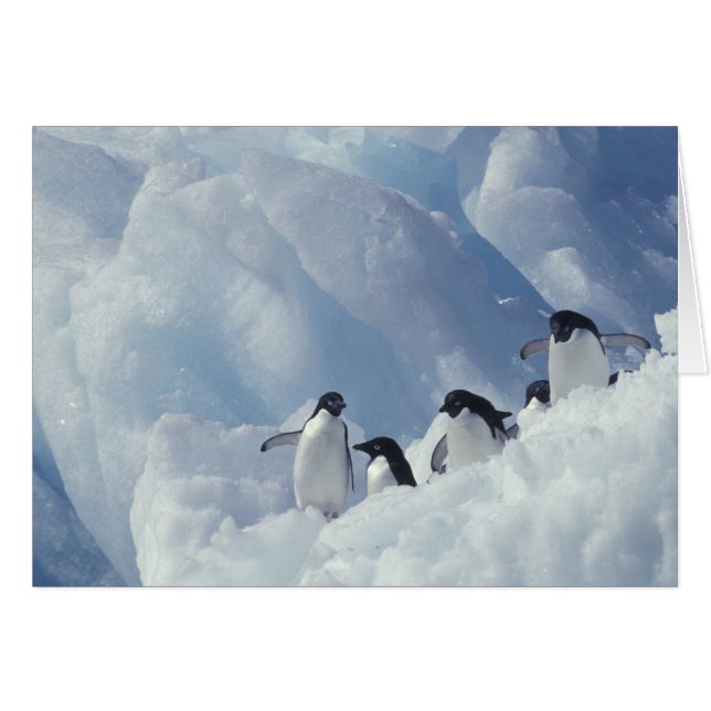 Antarctica. Adelie pinguins (Voorkant Horizontaal)