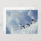 Antarctica. Adelie pinguins Briefkaart (Voorkant / Achterkant)