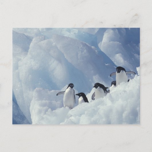 Antarctica. Adelie pinguins Briefkaart (Voorkant)