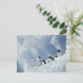 Antarctica. Adelie pinguins Briefkaart (Staand voorkant)
