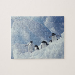 Antarctica. Adelie pinguins Legpuzzel