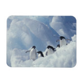 Antarctica. Adelie pinguins Magneet (Horizontaal)