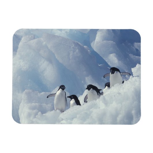 Antarctica. Adelie pinguins Magneet (Horizontaal)