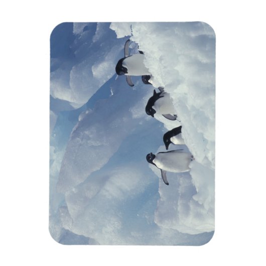 Antarctica. Adelie pinguins Magneet (Verticaal)