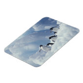 Antarctica. Adelie pinguins Magneet (Linkerzijde)