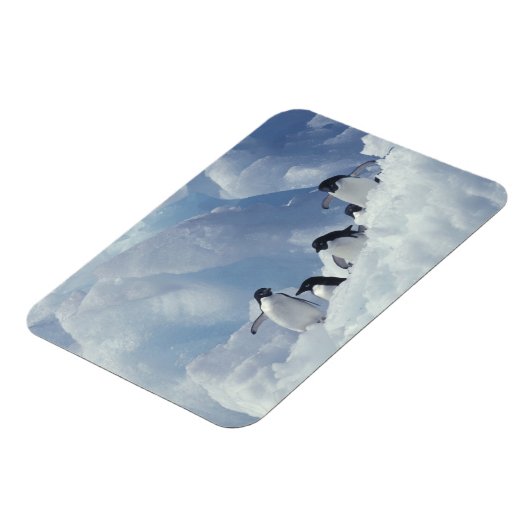 Antarctica. Adelie pinguins Magneet (Linkerzijde)
