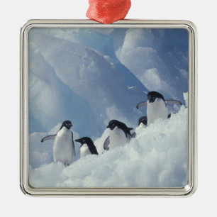Antarctica. Adelie pinguins Metalen Ornament