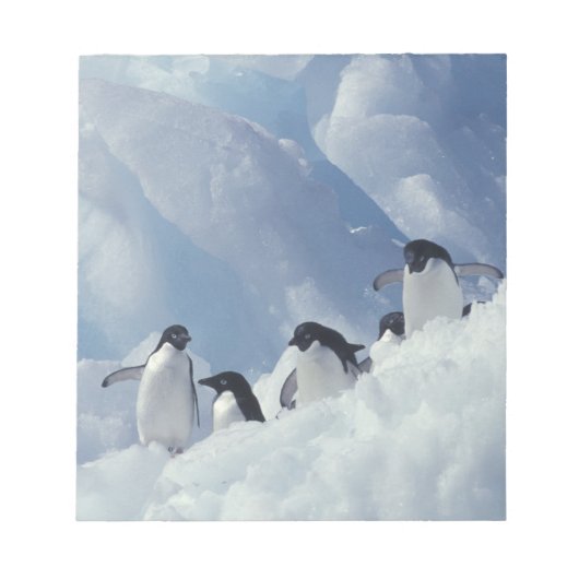 Antarctica. Adélie-pinguïns Notitieblok (Voorkant)
