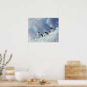 Antarctica. Adelie pinguins Poster (Keuken)
