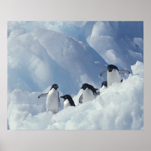 Antarctica. Adelie pinguins Poster