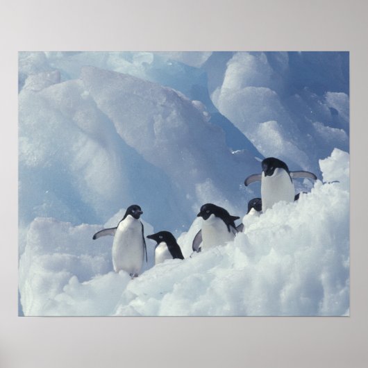 Antarctica. Adelie pinguins Poster (Voorkant)