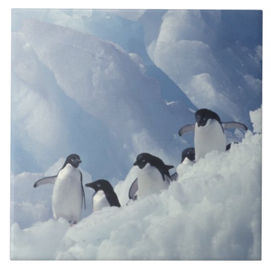 Antarctica. Adélie-pinguïns Tegeltje (Voorkant)