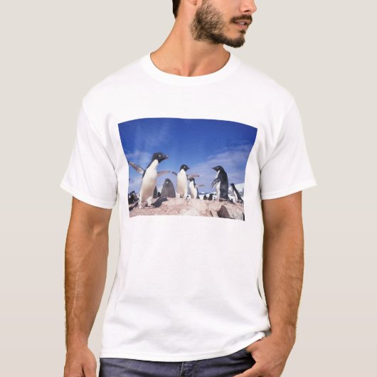 Antarctica, adeliekeizerspinguïn Pygoscelis T-shirt (Voorkant)