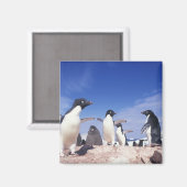 Antarctica, adeliepingïn Pygoscelis Magneet (Voorkant / Achterkant)