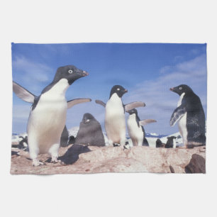Antarctica, adeliepingïn Pygoscelis Theedoek