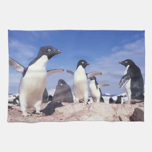 Antarctica, adeliepingïn Pygoscelis Theedoek (Horizontaal)