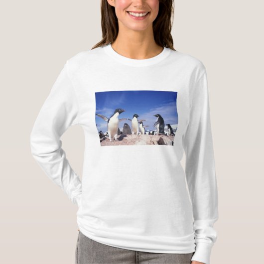 Antarctica, adeliepingoen Pygoscelis T-shirt (Voorkant)