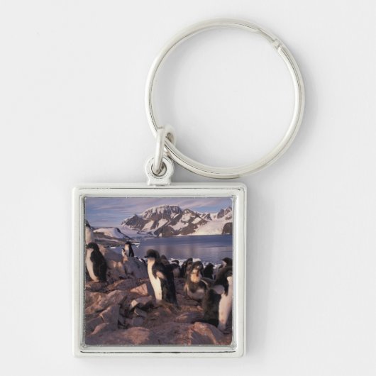 Antarctica, Adeliepinguïenjongen Sleutelhanger (Voorkant)
