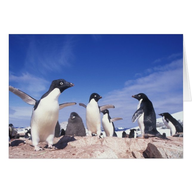 Antarctica, adeliepinguïn Pygoscelis (Voorkant Horizontaal)