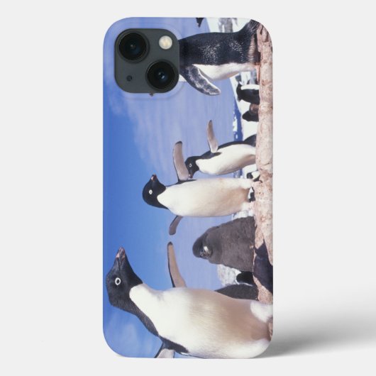 Antarctica, adeliepinguïn Pygoscelis Case-Mate iPhone Case (Achterkant)