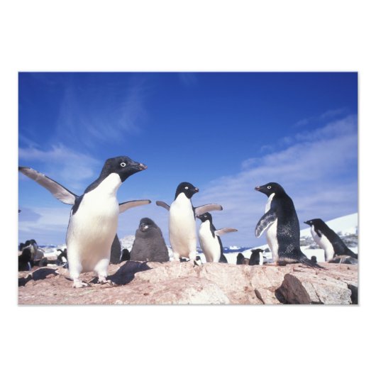 Antarctica, adeliepinguïn Pygoscelis Foto Afdruk (Voorkant)